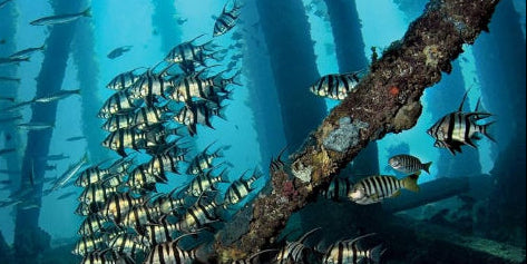 Ultimate Underwater Destinations Collection